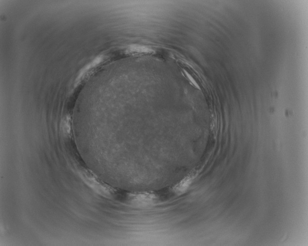 X0000076070621200610152229