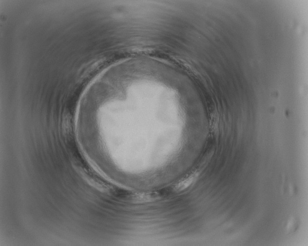 X0000076070623200610152229