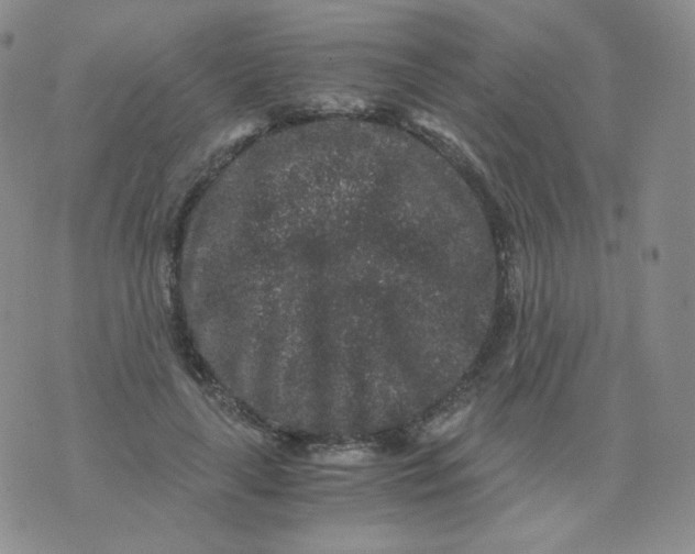 X0000076070643200610152229