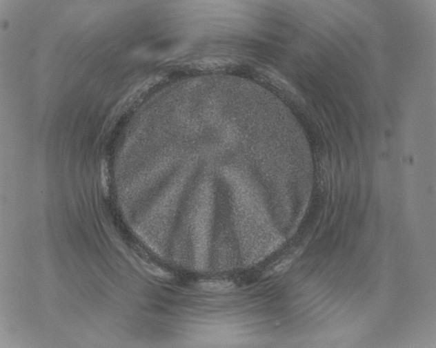 X0000076070644200610152229