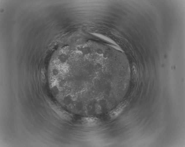 X0000076070654200610152229