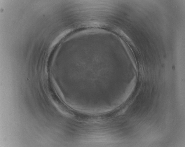 X0000076070674200610152228