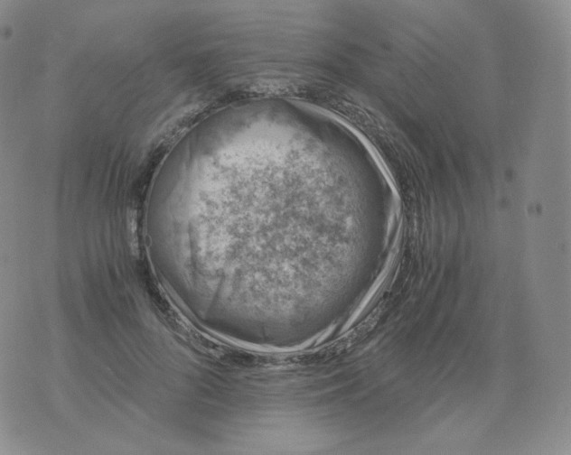 X0000076070696200610152228