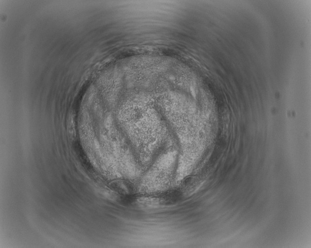 X0000076070699200610152228