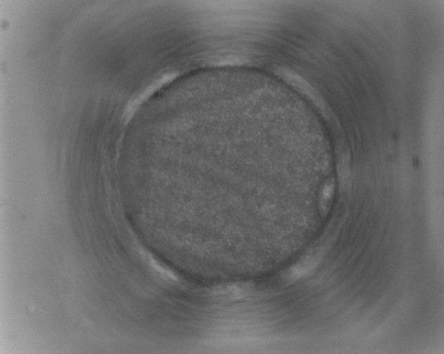 X0000076070721200610152227