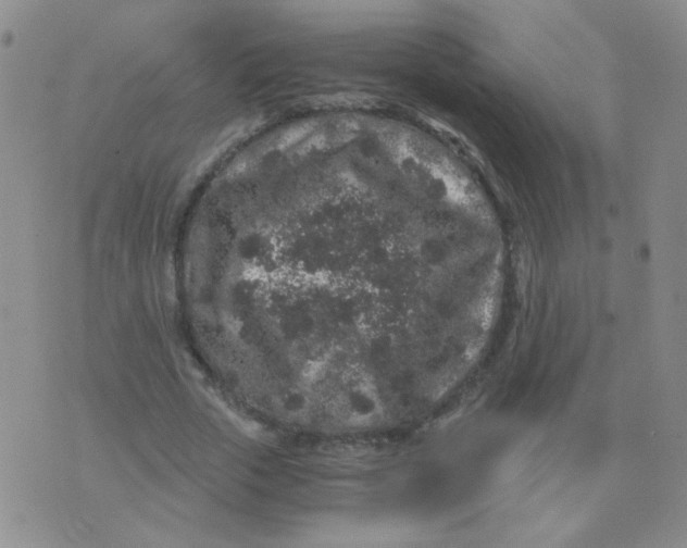 X0000076070729200610152227