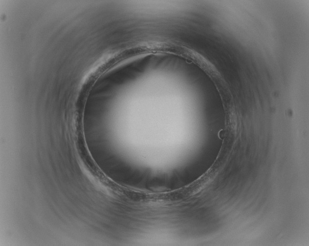 X0000076070730200610152227