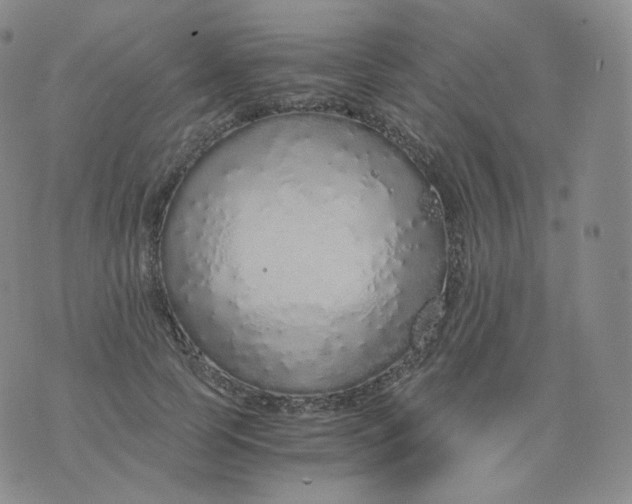 X0000076070745200610152227