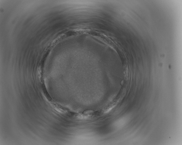 X0000076070767200610152227