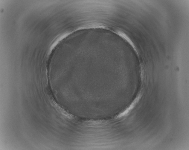 X0000076070781200610152226