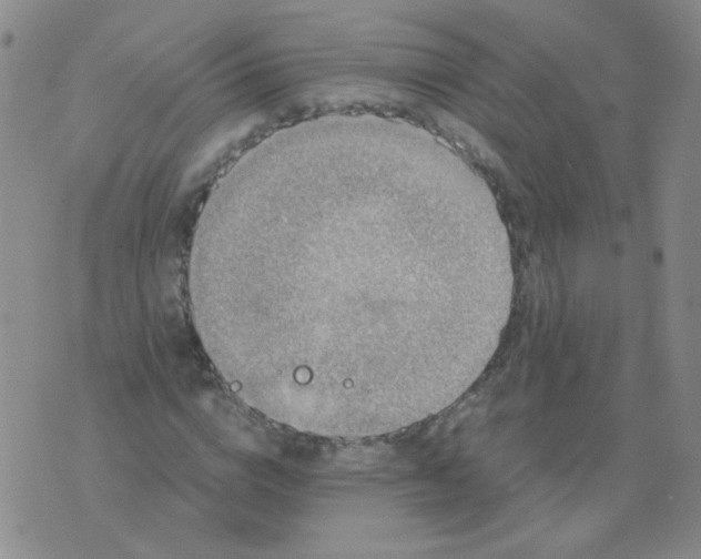 X0000076070824200610152225