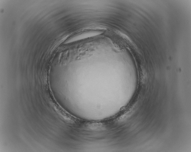 X0000076070833200610152225