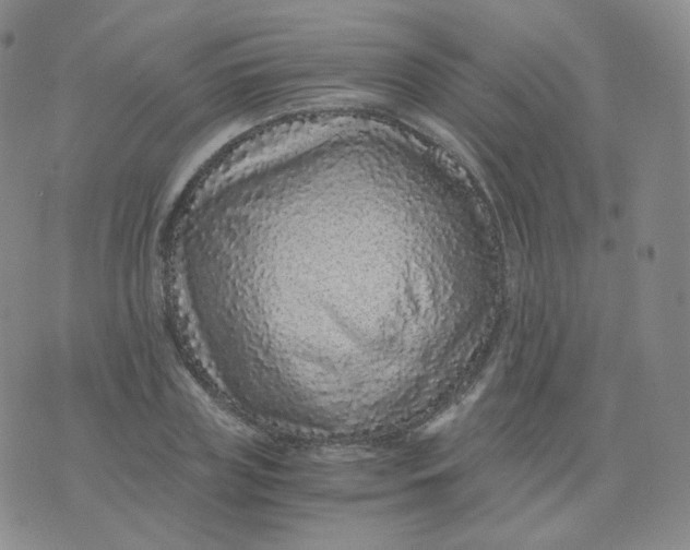 X0000076070835200610152225