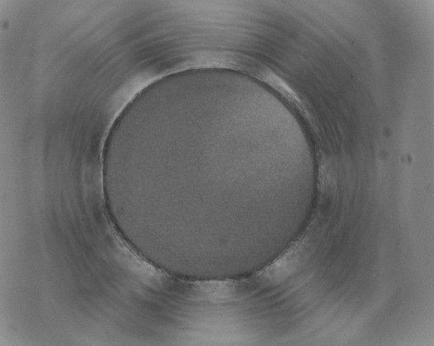 X0000076070836200610152225