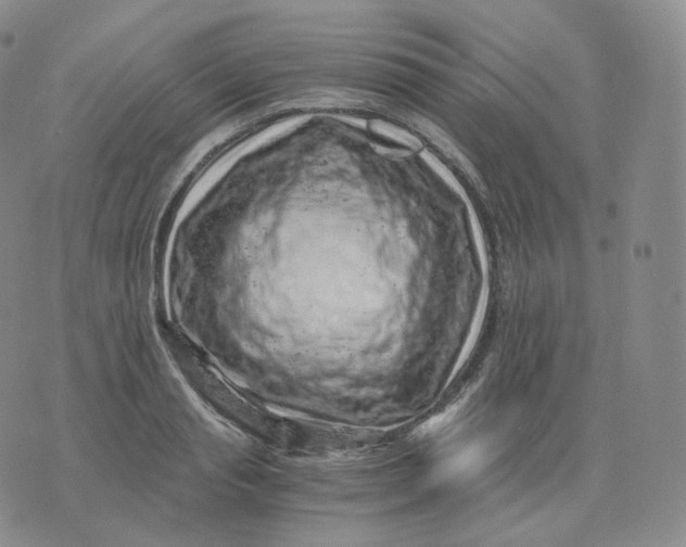 X0000076070845200610152226