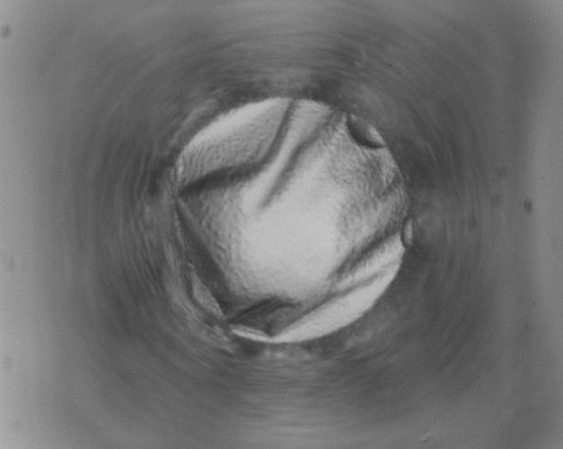 X0000076070866200610152225