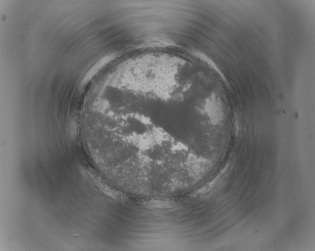 X0000076070874200610152225