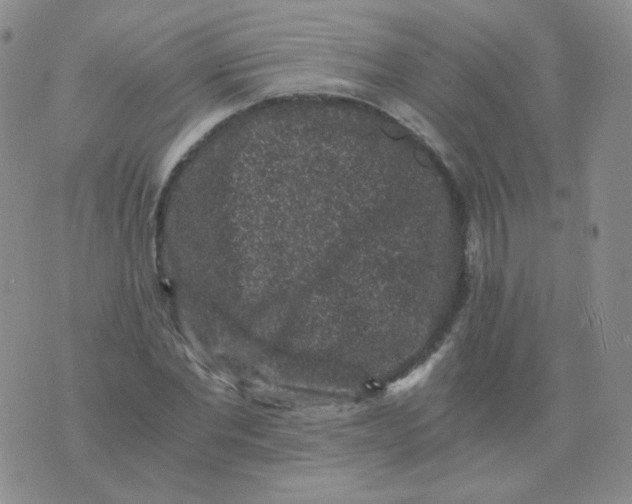 X0000076070877200610152225