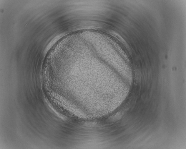 X0000076070890200610152225