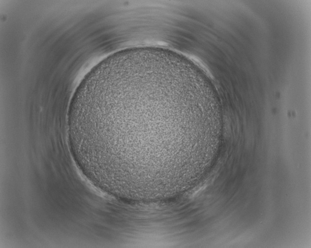 X0000076070895200610152225