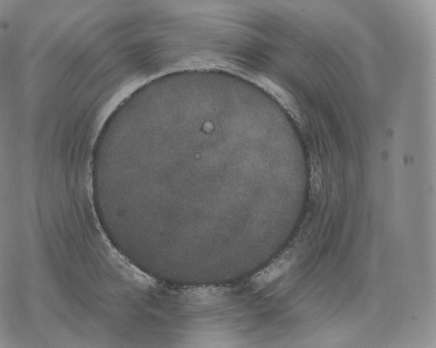 X0000076070950200610152224