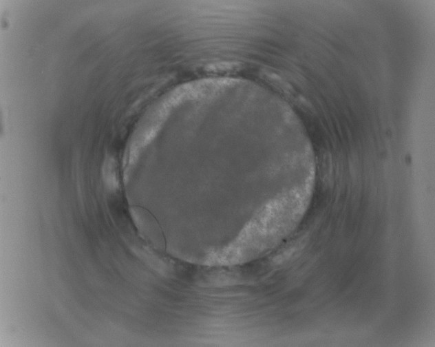 X0000076070962200610152223