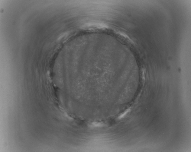 X0000076070965200610152223