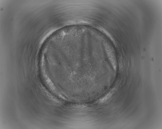 X0000076070975200610152223