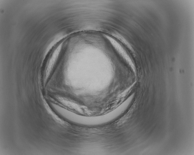 X0000076070991200610152223