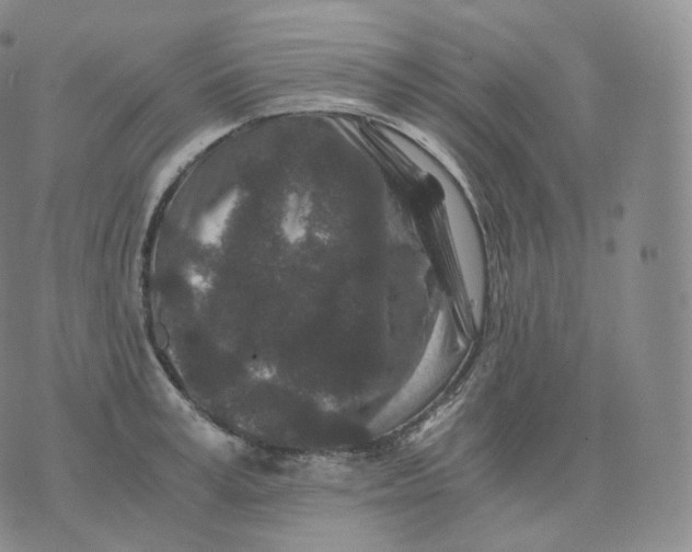 X0000076070995200610152223