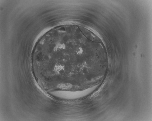 X0000076071045200610152223