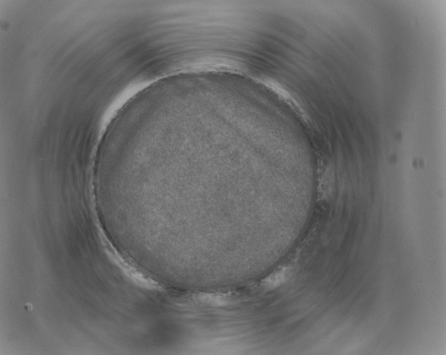 X0000076071086200610152221