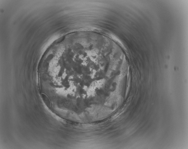 X0000076071095200610152221