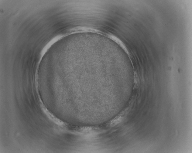 X0000076071098200610152221