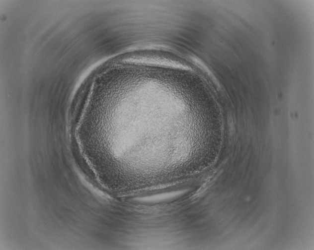 X0000076071124200610152221