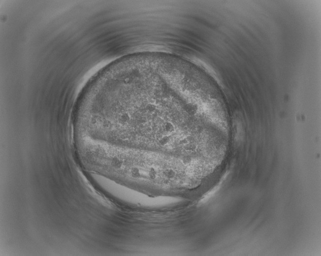 X0000076071125200610152221