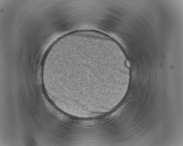 X0000076071126200610152221