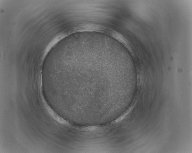 X0000076071130200610152221