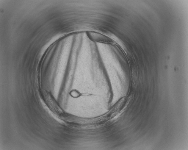 X0000076071142200610152221