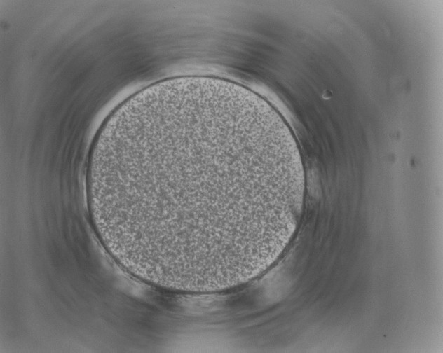 X0000076071150200610152221