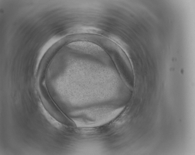 X0000076071152200610152221