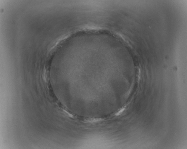 X0000076071157200610152220