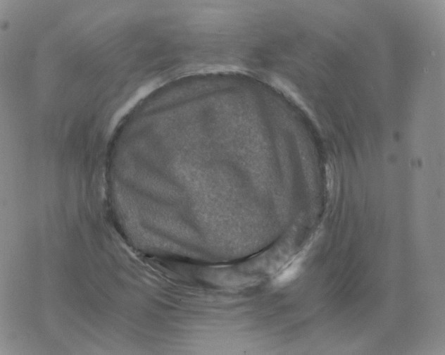 X0000076071165200610152220