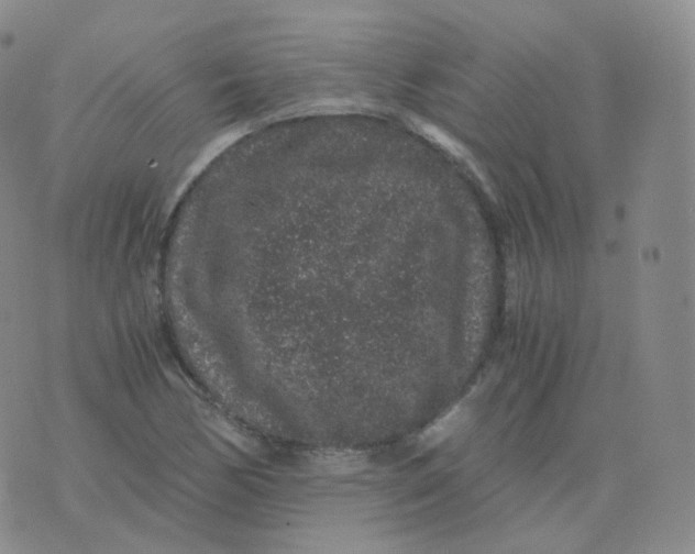 X0000076071170200610152220