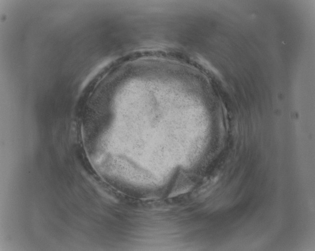 X0000076071208200610152219