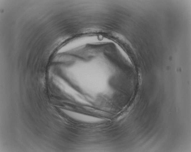 X0000076071217200610152219