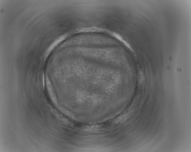 X0000076071221200610152219