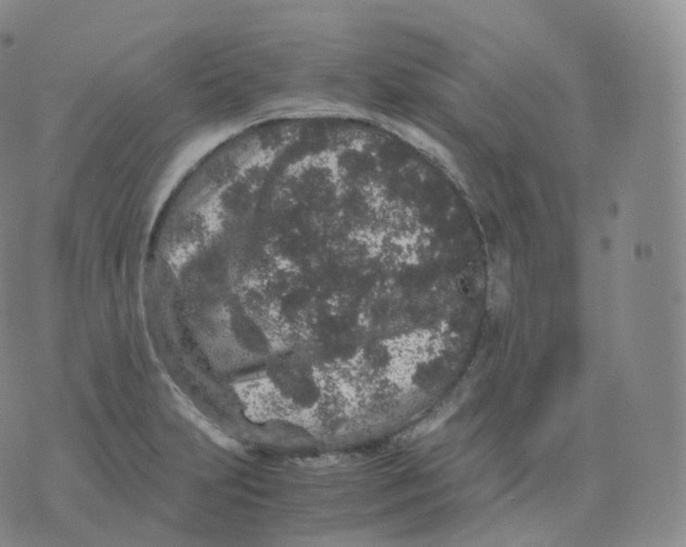 X0000076071231200610152219