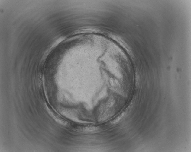 X0000076071233200610152219