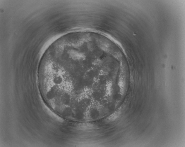 X0000076071239200610152219